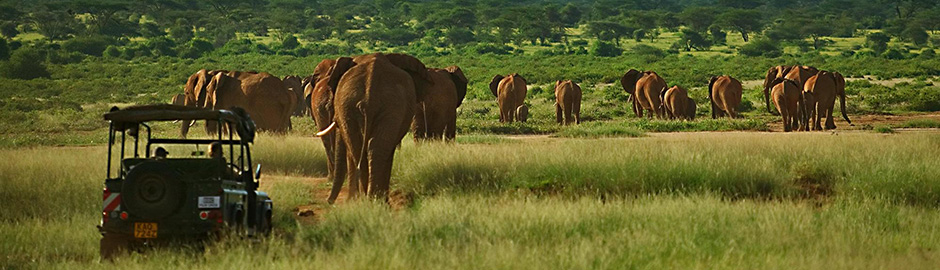 Elephants,-Samburu,-EWC,-Kenya